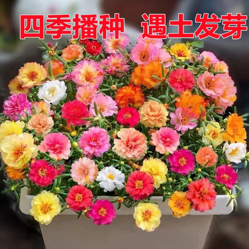 重瓣太阳花花种子花籽四季开花室内花卉易活室外种孑花种籽子包邮