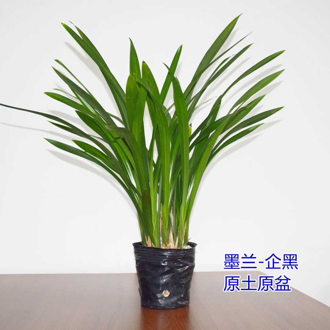 【墨兰企黑】兰花种植基地原盆原土带育苗盆发货