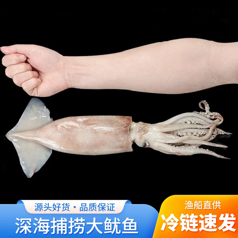 【顺丰包邮】新鲜大鱿鱼鲜活冷冻鱿鱼整只烧烤铁板鱿鱼食材海鲜水产