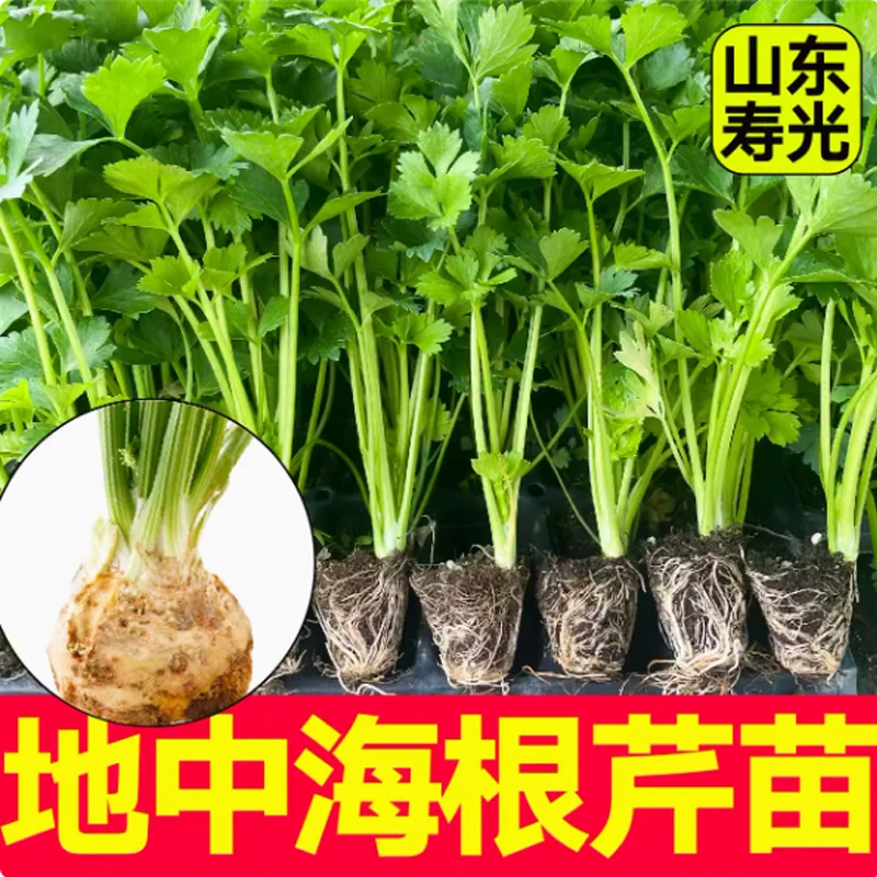 地中海根芹秧苗芹菜苗子寿光蔬菜芹菜根苗秧苗菜苗孑苗子根秧苗子