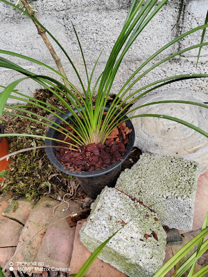 品种，秋芝，戴形，