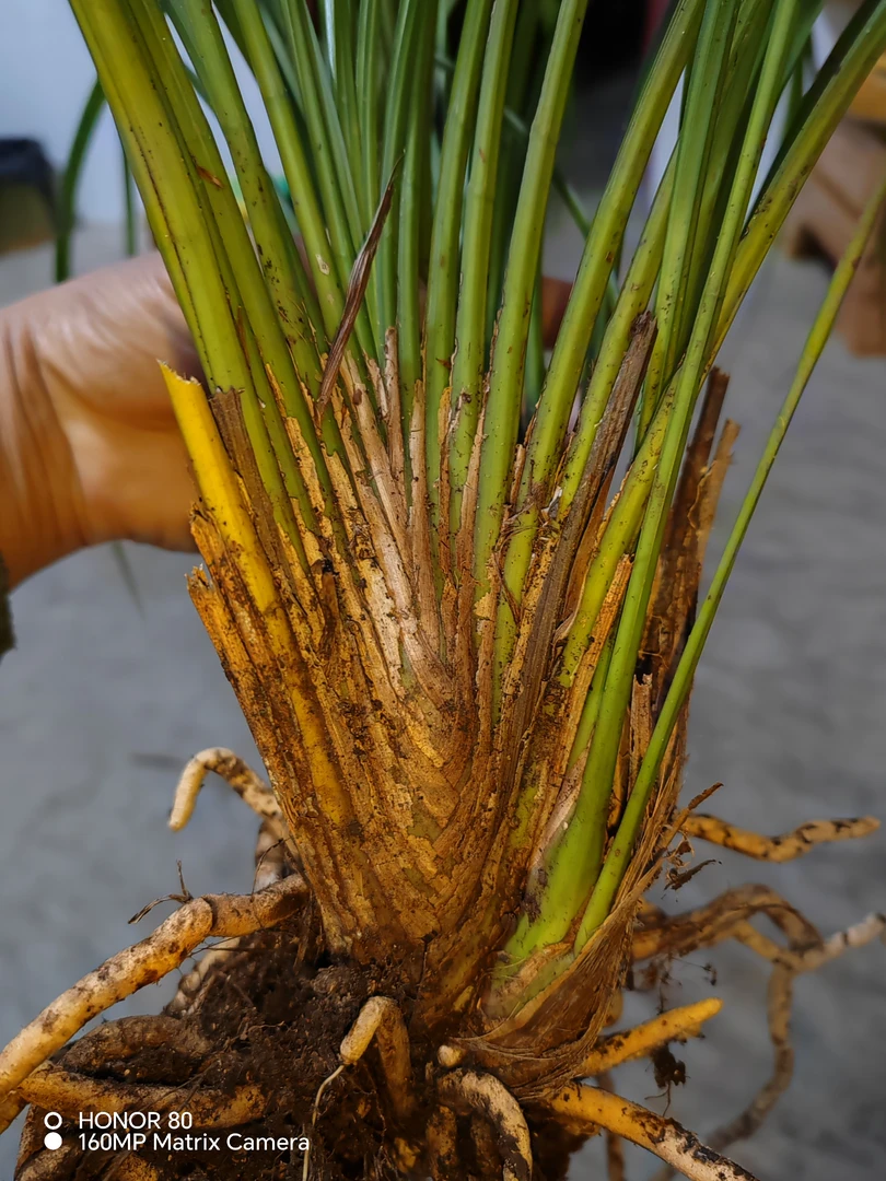 品种，秋芝，扇子形，中矮庄