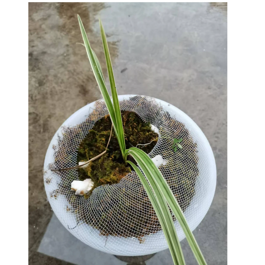 绿 植 园 艺 兰 花