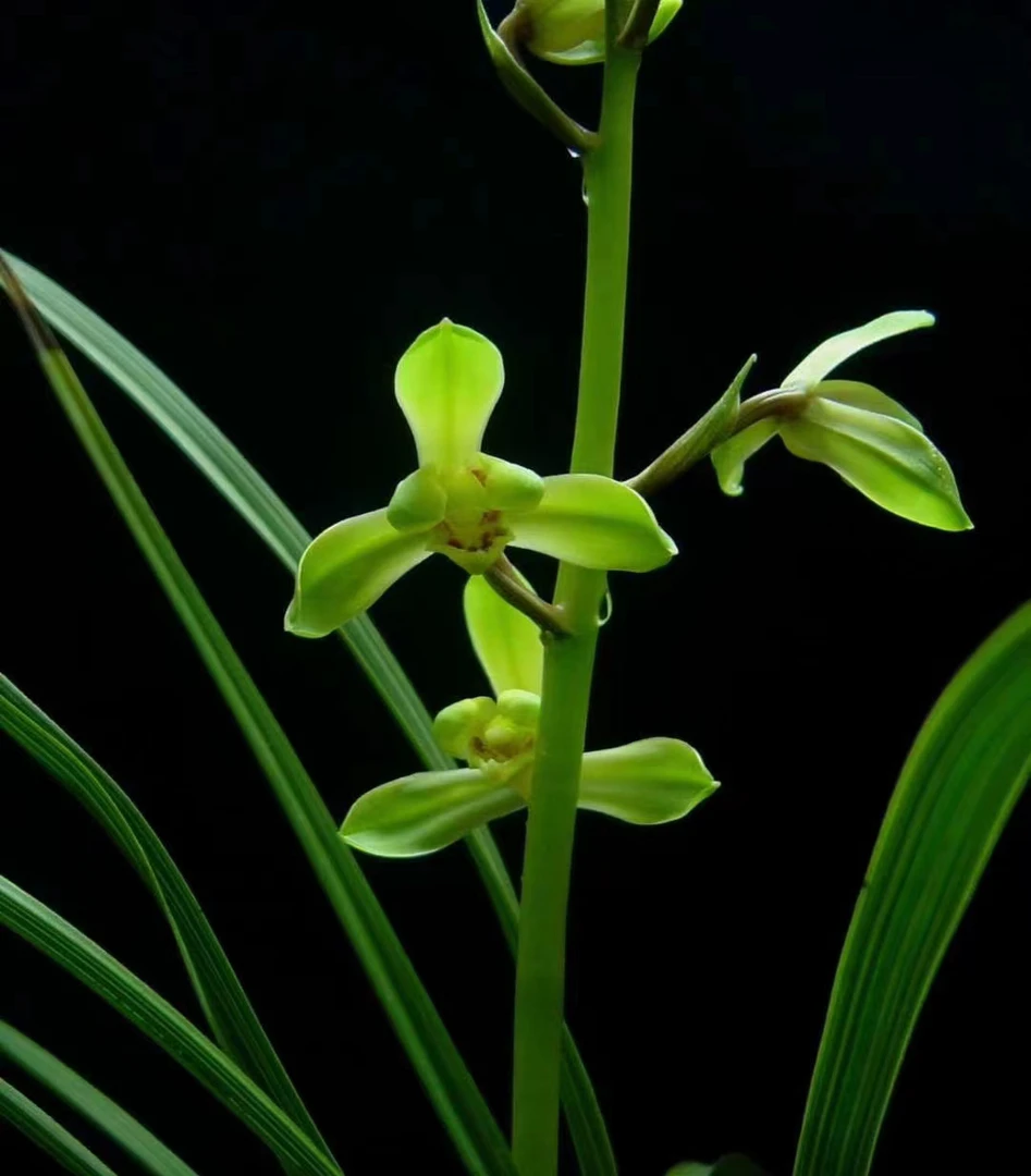 寒兰精品系列产品