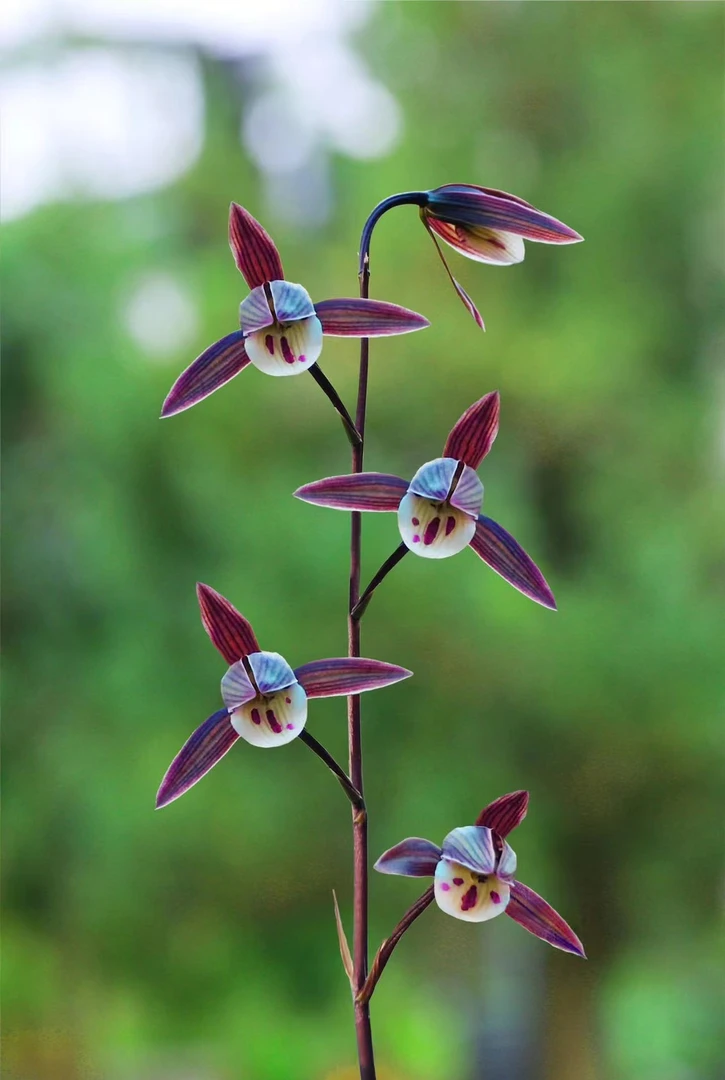 珍品细叶寒兰新品选育