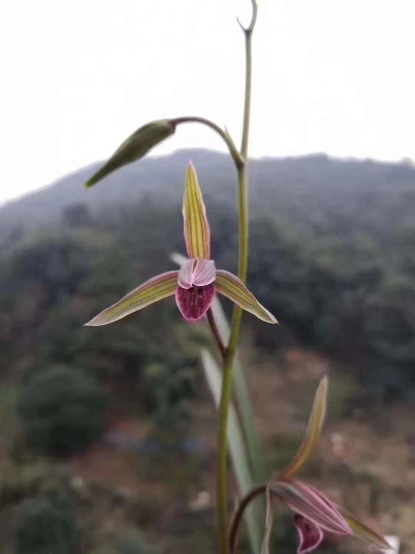 细叶寒兰新品选育