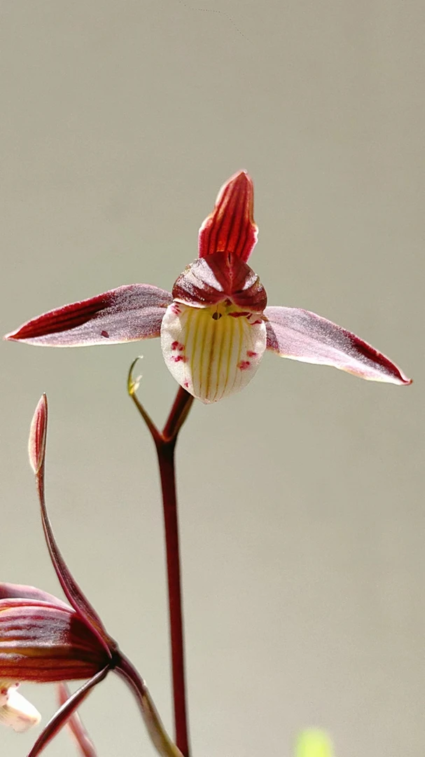 寒兰选育清香淡雅