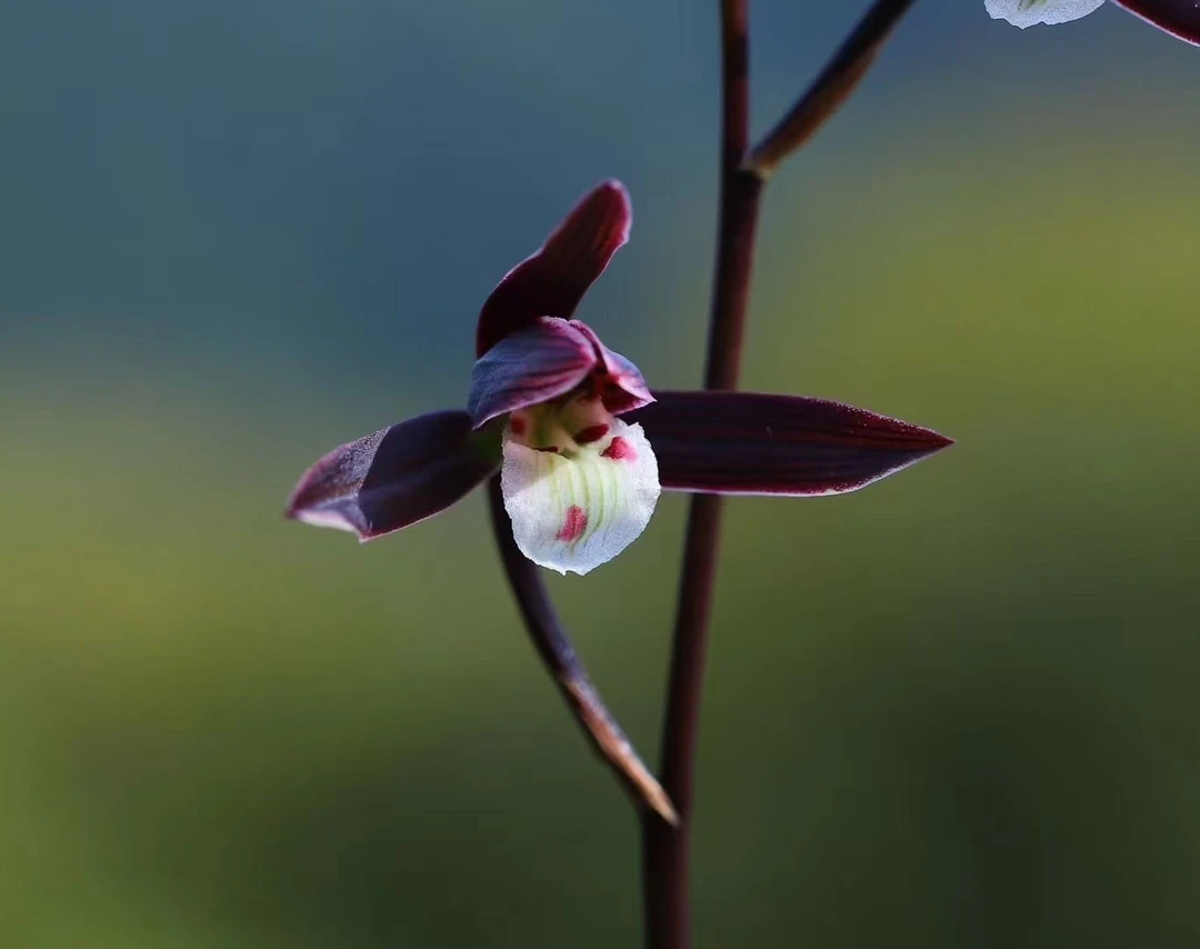 细叶寒兰清雅淡香