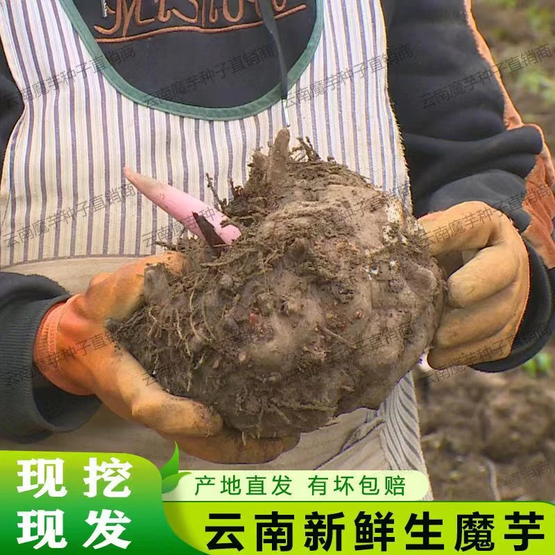 云南5斤 魔芋大个生魔芋加工原材料魔芋 催熟助剂