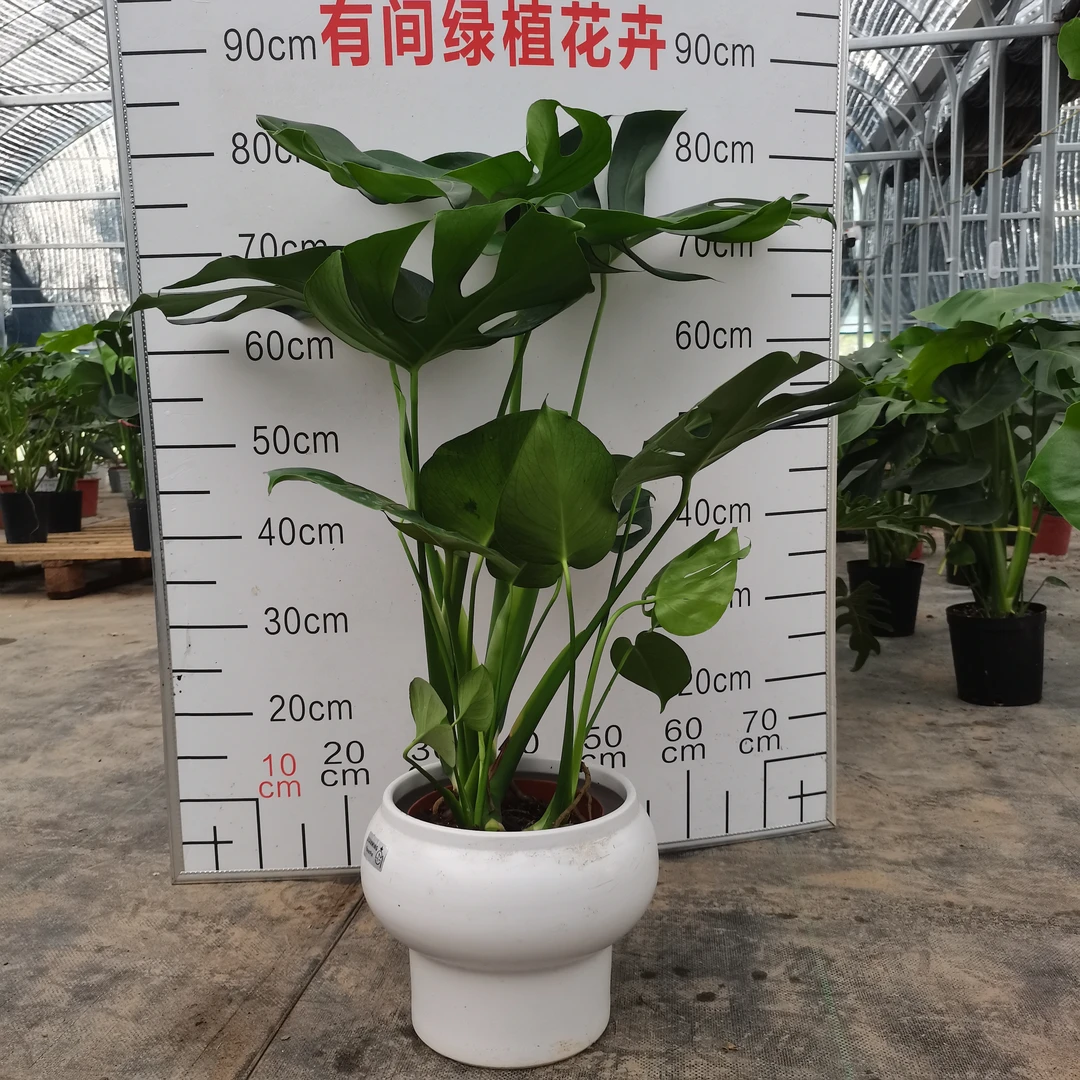 [六年桩龟背竹]可水培土培室内大叶盆栽绿植吸甲醛净化空气养护