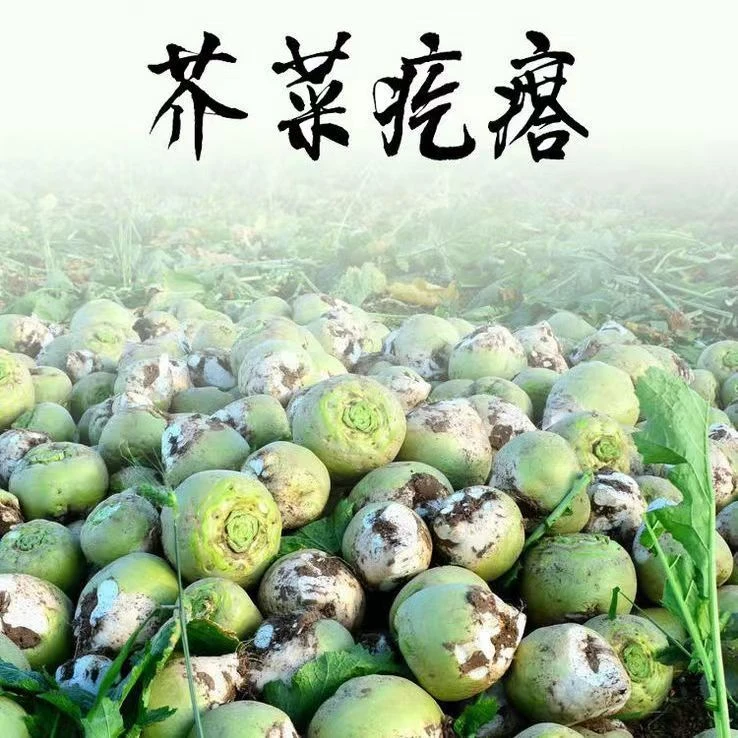 咸菜顺丰邮费专拍链接