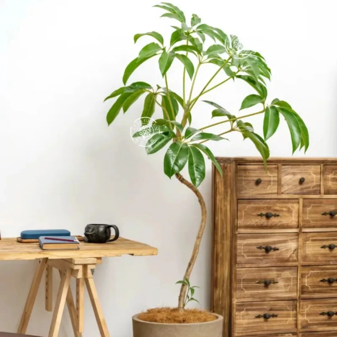 日本保罗 日本大叶伞 北欧风格 室内客厅阳台好养