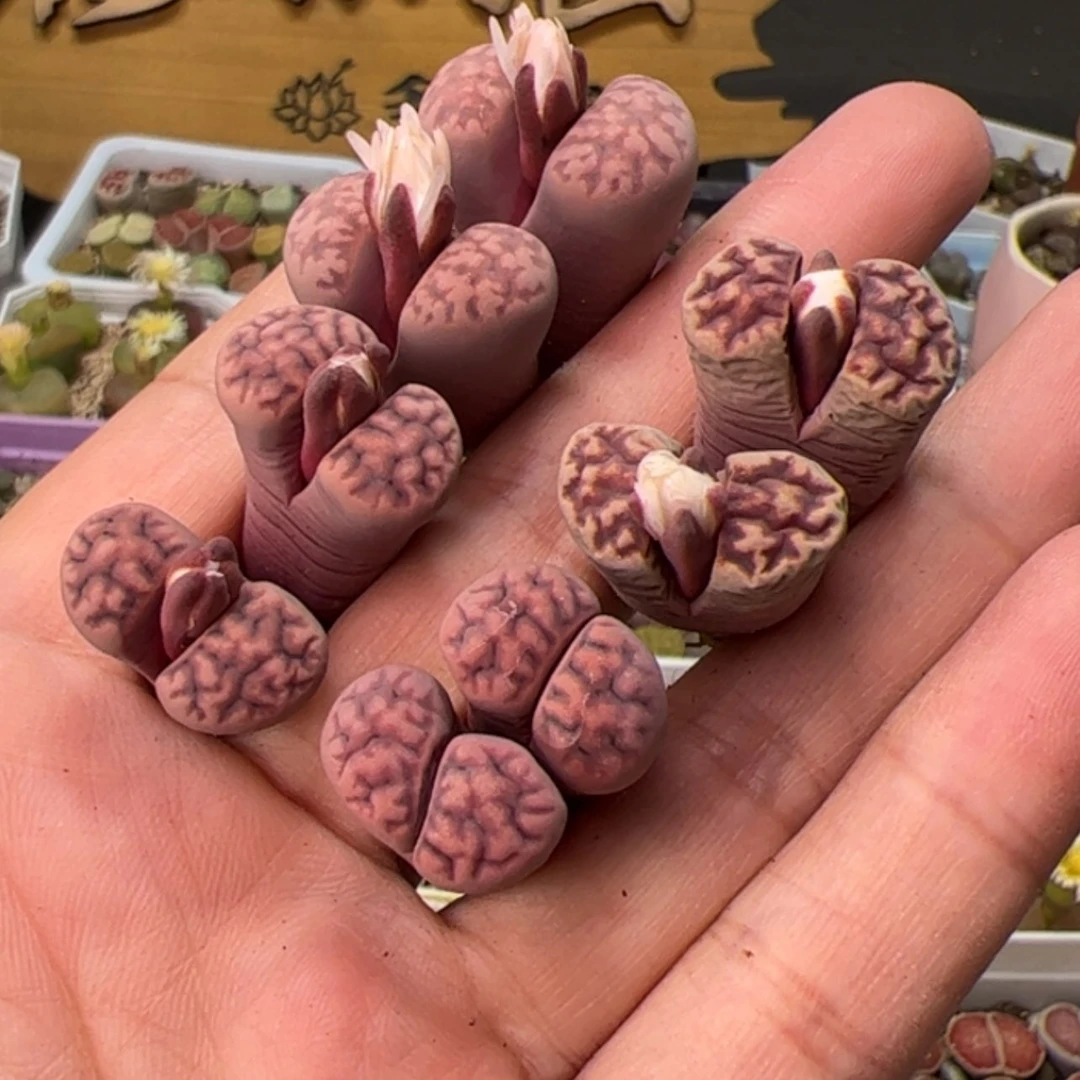 【闪购商品】000000046紫花纹