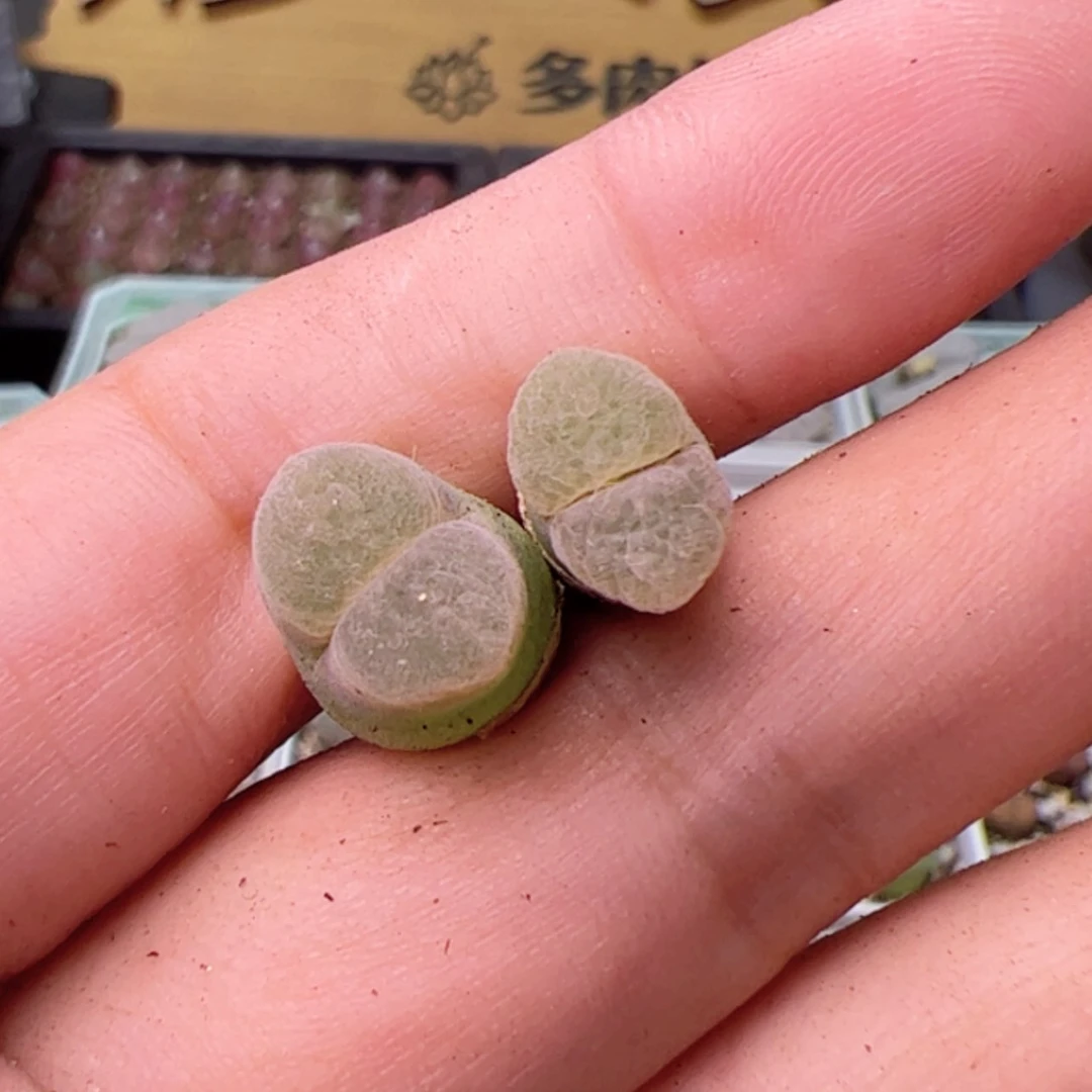 【闪购商品】喵****)0000000043