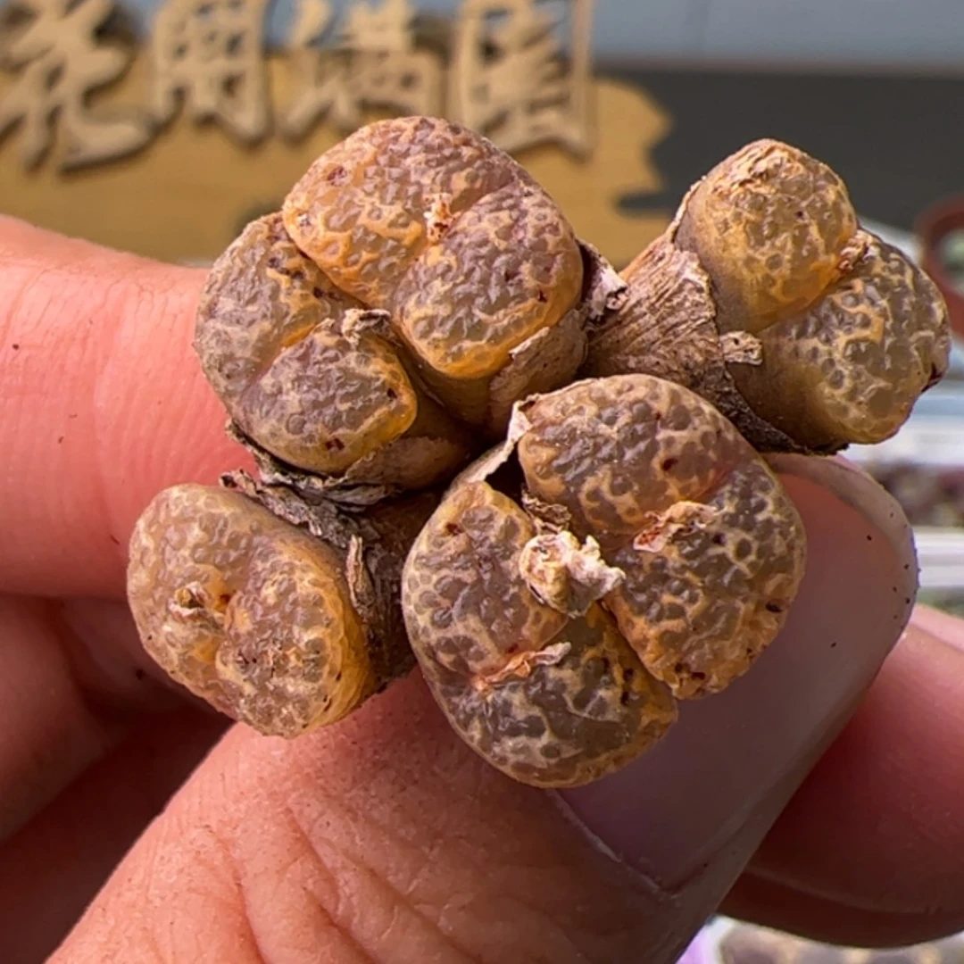 【闪购商品】000000029