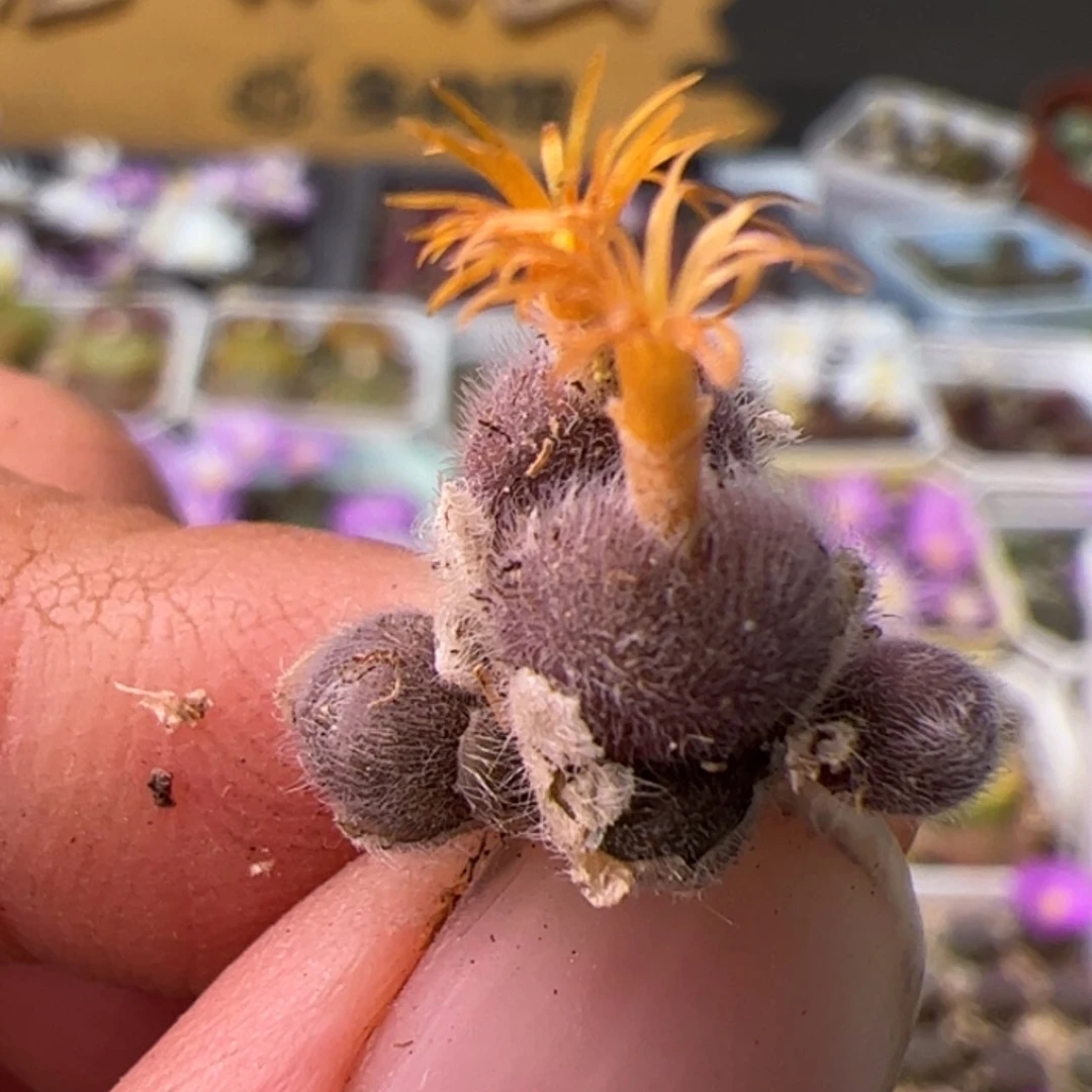 【闪购商品】000000045