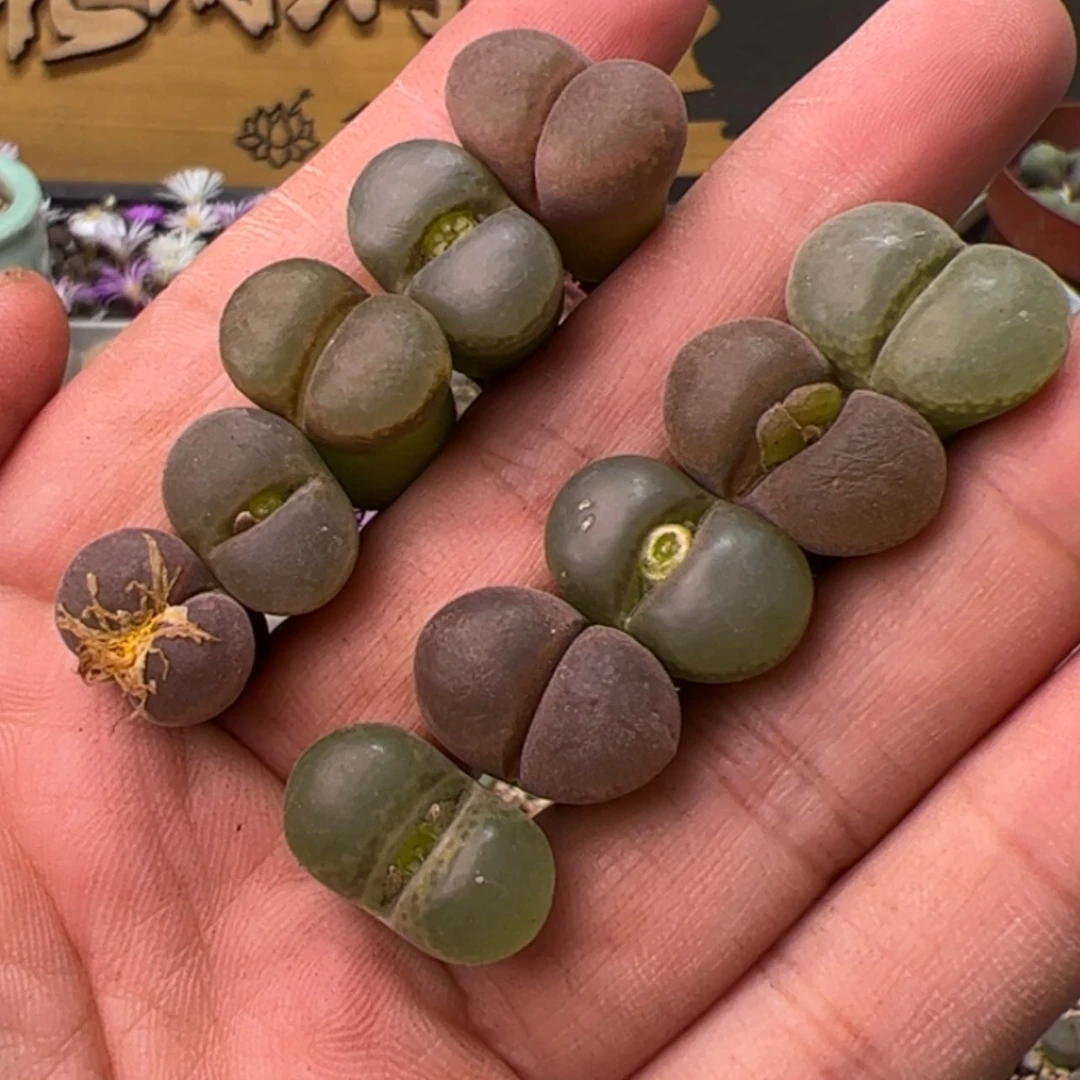 【闪购商品】000000019