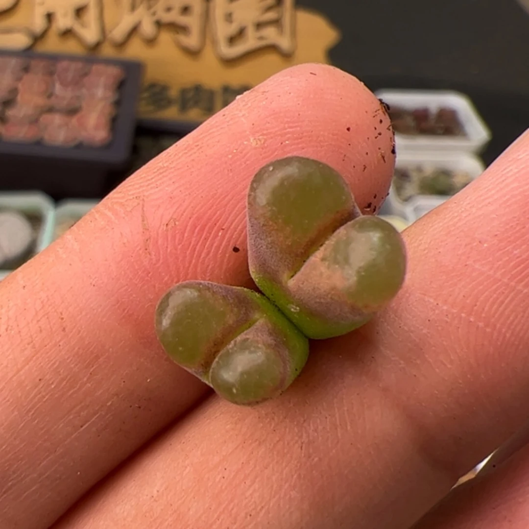 【闪购商品】000000024