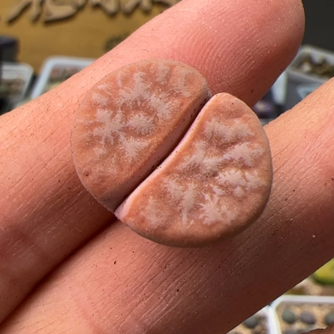 【闪购商品】000000023