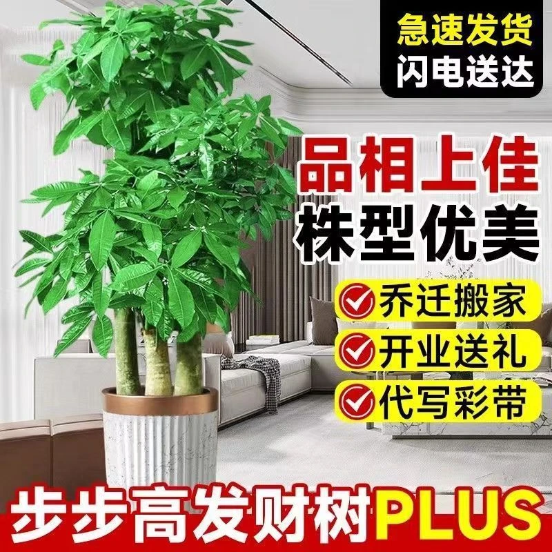 送货上门步步高发财树室内大型绿植盆栽开业乔迁送礼盆景清新耐寒