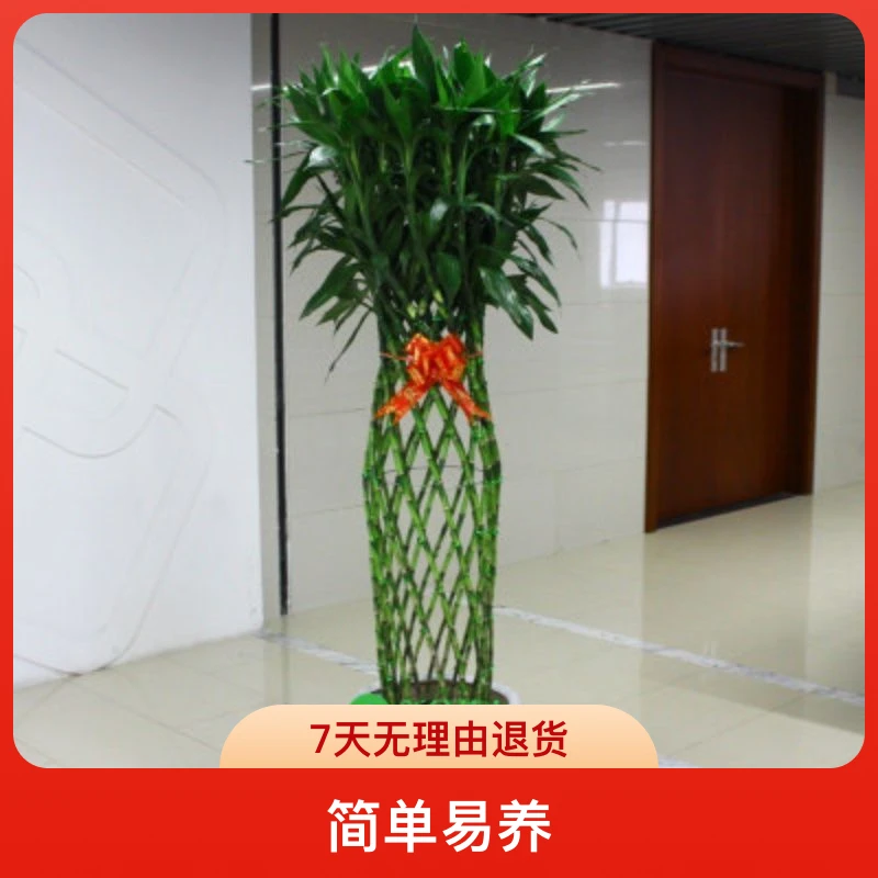 富贵竹笼开运竹客厅大堂办公室内绿植盆栽卧室修剪出售基地发货