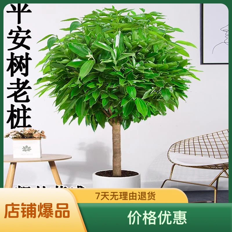 平安树客厅盆栽大绿植四季常青吸甲醛植物办公室观赏盆景老桩树苗