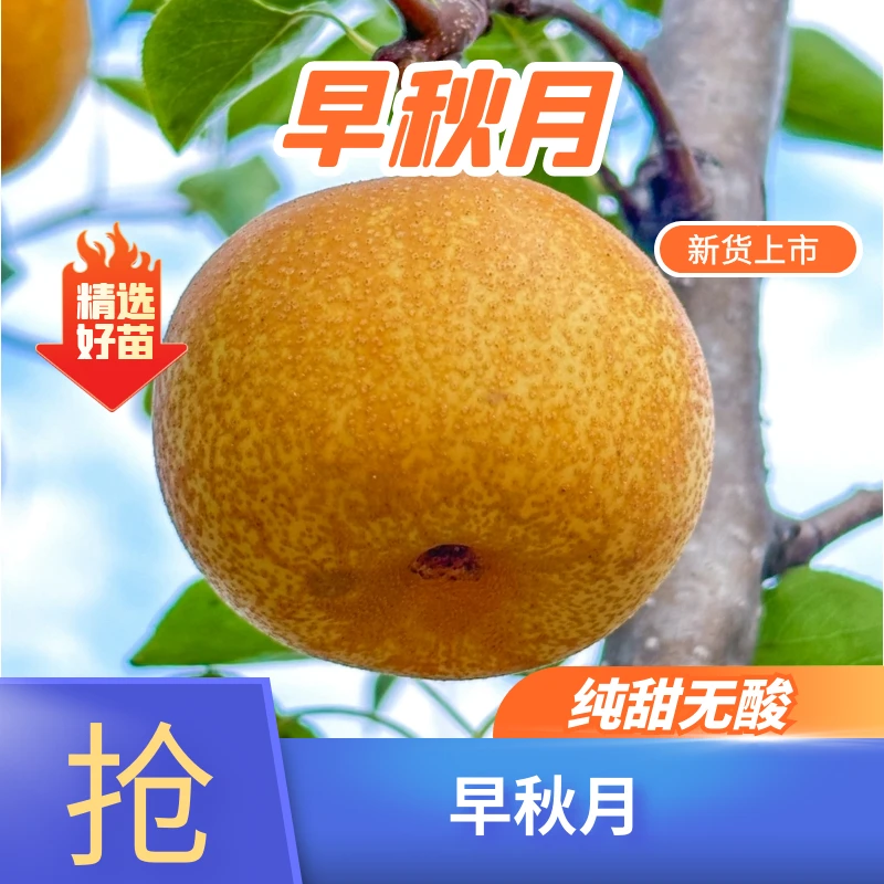 【早秋月袋苗】营养袋发货糖度高脆甜爽口好种植好管理产量可观