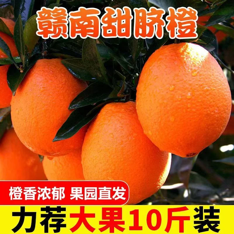 【现摘现发】正宗江西赣南脐橙当季水果农家产地果园新鲜直发5-9斤