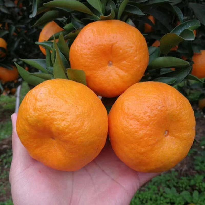 大果椪柑树苗橘子树苗椪柑苗地栽嫁接芦柑桔子树苗苗