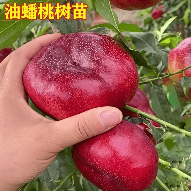 红油蟠桃树苗嫁接早熟中油蟠桃树南北方种油桃树果苗