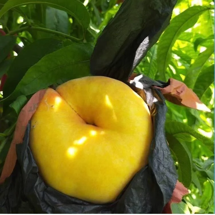 桃树苗果苗嫁接大黄桃果树苗早熟水蜜桃子血桃苗南北方四季种植