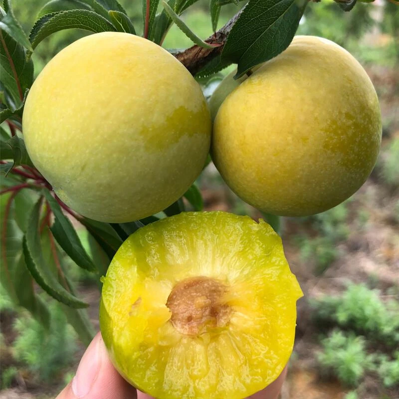 蜂糖李子树苗三华李脱骨李芙蓉李西梅树树苗晚熟黄金奈李子果树苗