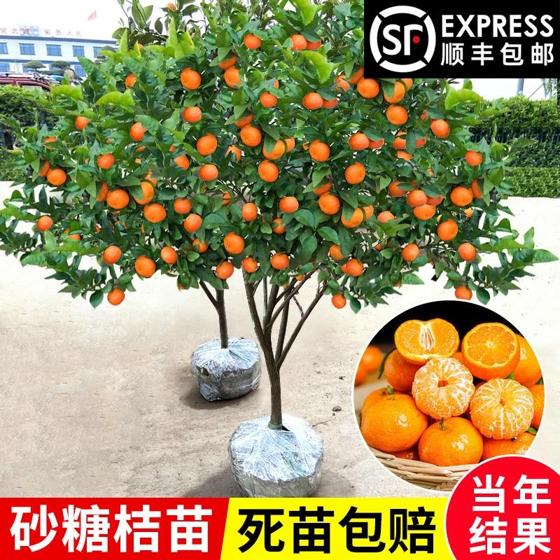 2年苗2颗】嫁接沙糖桔树苗地栽盆栽南方北方种植橘子树苗抗寒抗旱