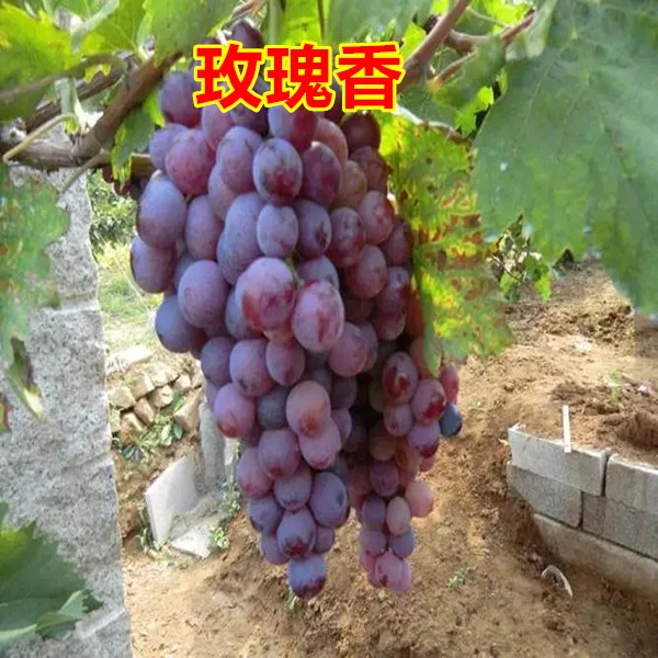 玫瑰香扦插苗南北方盆栽地栽易结果(不包成活)