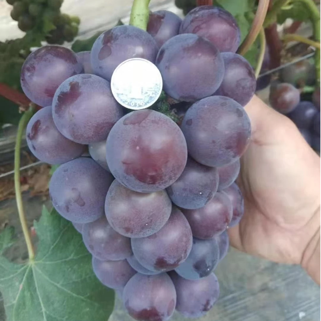 藤稔（乒乓球葡萄）葡萄苗一年嫁接苗南北方种植包对版