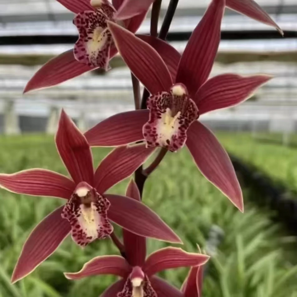 【红宝石】室内花卉绿植墨兰品种好养易活
