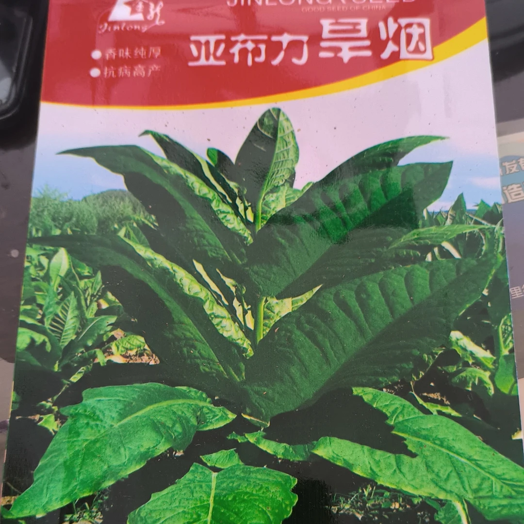 亚布力旱烟籽新籽五克籽一分地福利价