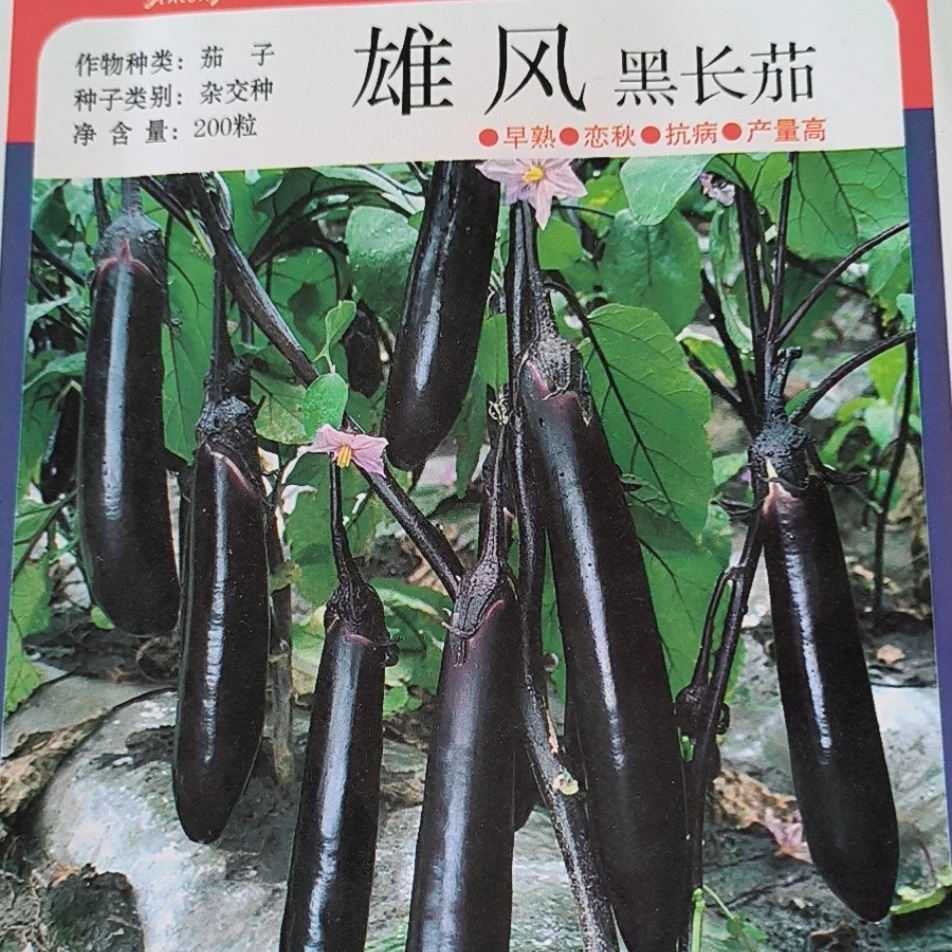 雄丰黑长茄籽200粒