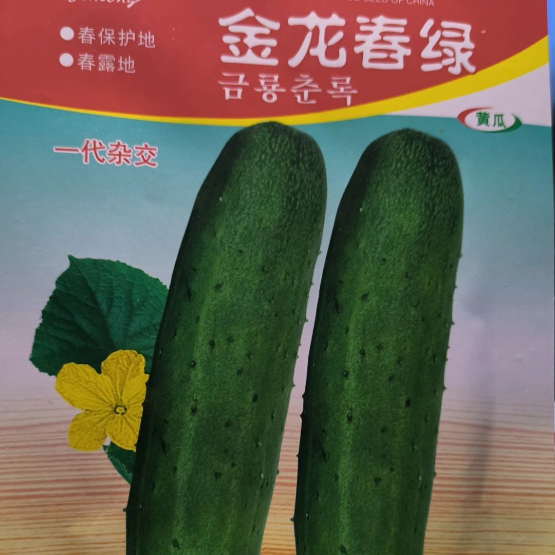 金龙春绿黄瓜籽籽