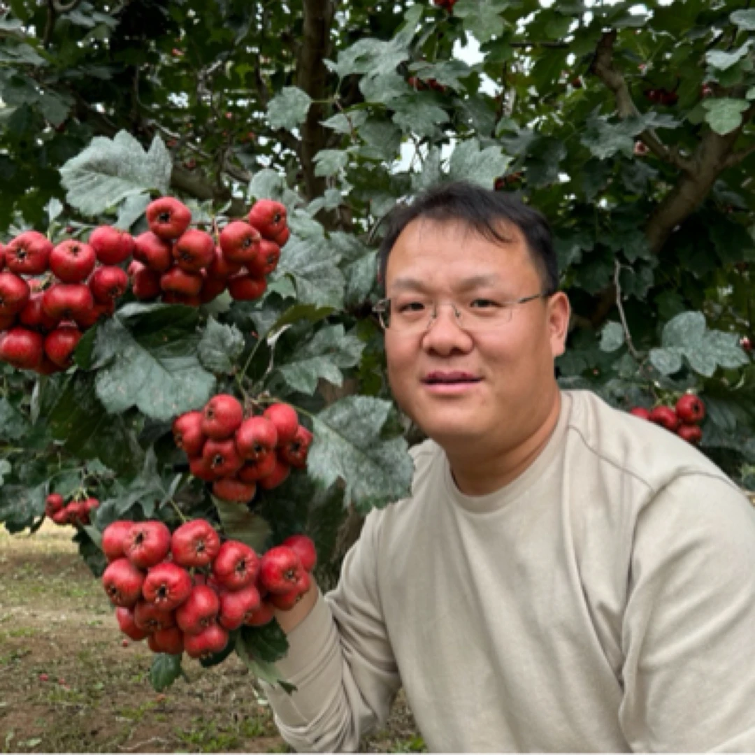 【整框大果】农家大山楂大金星精品大果30斤净果糖葫芦滚雪球包邮