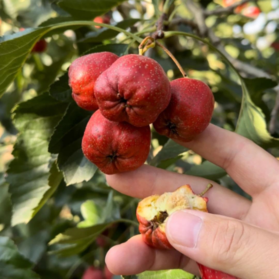 【大五楞山楂】新鲜采摘大五楞山楂果美味糖葫芦罐头