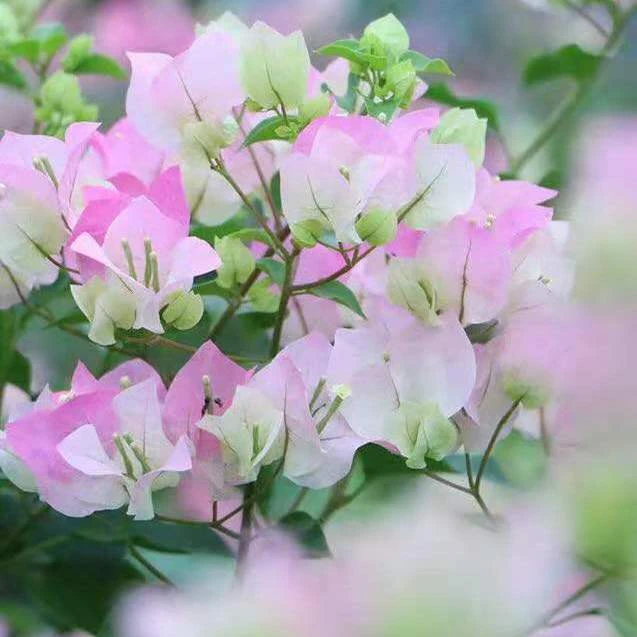绿叶樱花三角梅四季开花爬藤植物花卉盆栽 庭院阳台 包对版