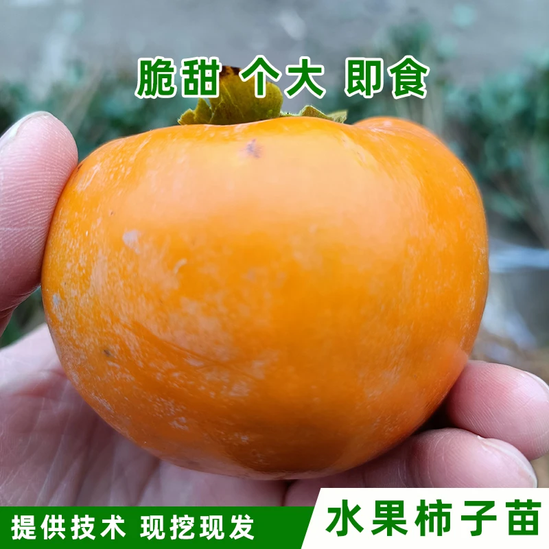 【果树】四川水果柿子苗日本甜柿苗阳丰纯正嫁接苗脆柿苗现挖保湿发