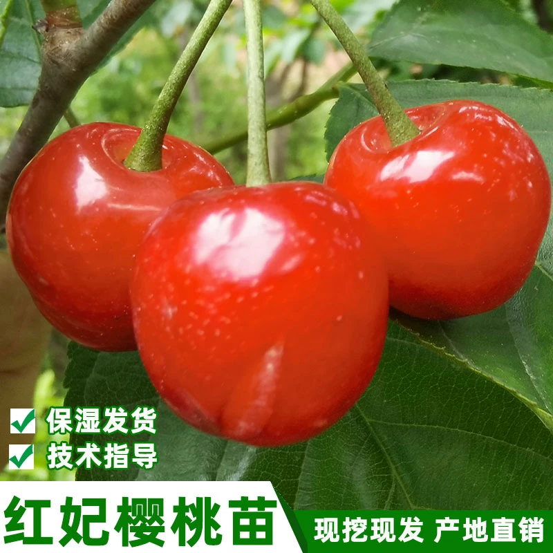 正宗早熟樱桃树苗大果樱桃盆栽地纯正红妃樱桃苗小樱桃苗果树苗