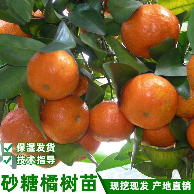 早熟沙糖桔树苗砂糖橘冰糖柑橘子树苗南方蜜桔苗四川发货带土保湿