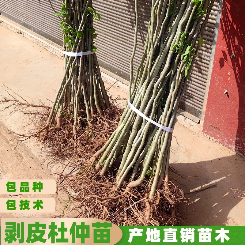 VIP四川产地纯正中药材杜仲树苗胶木苗农业丝棉树带泥浆保湿发货