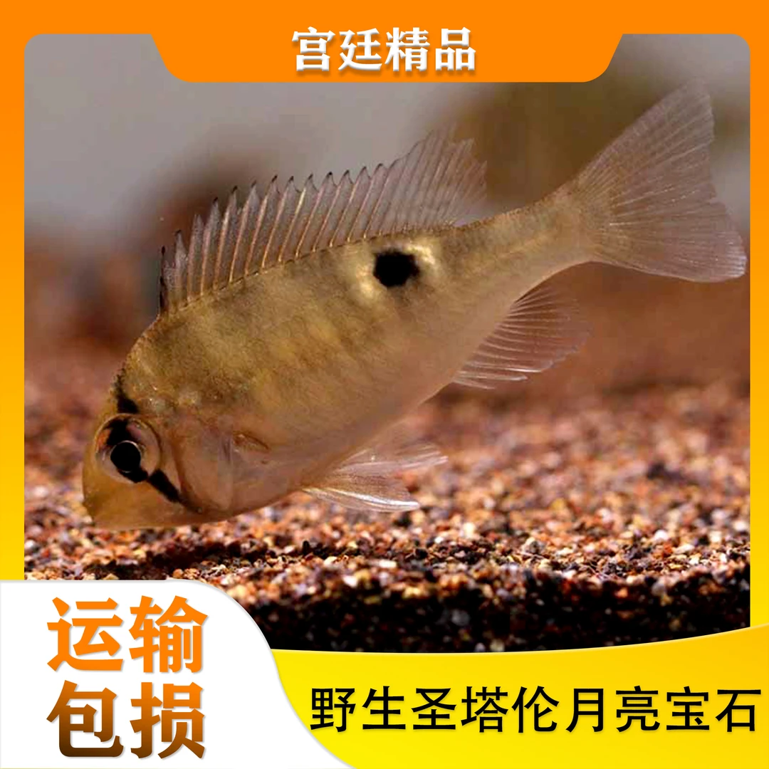 野生食土鲷观赏鱼