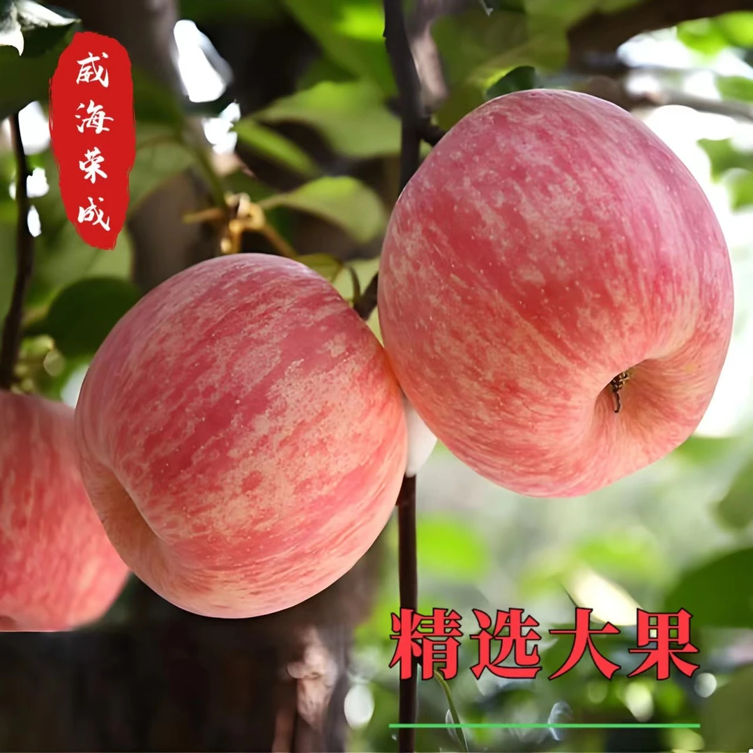新店烟台威海荣成苹果精选大果带箱5斤饱满脆甜农村快递发货