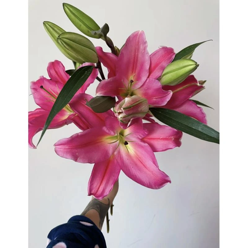 【香樟坊甄选】特红香水百合 店铺现货包邮