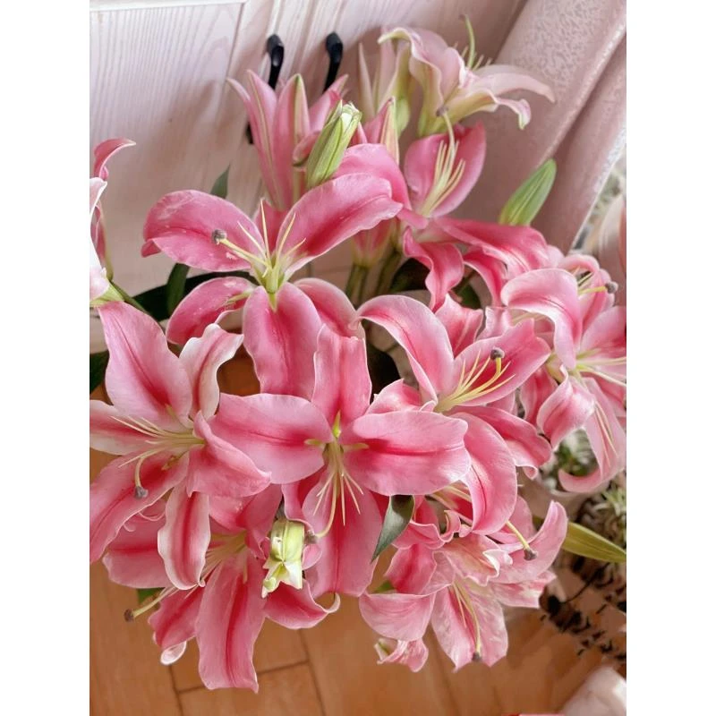 【香樟坊甄选】普拉芬多 红色单瓣香水百合基地直发